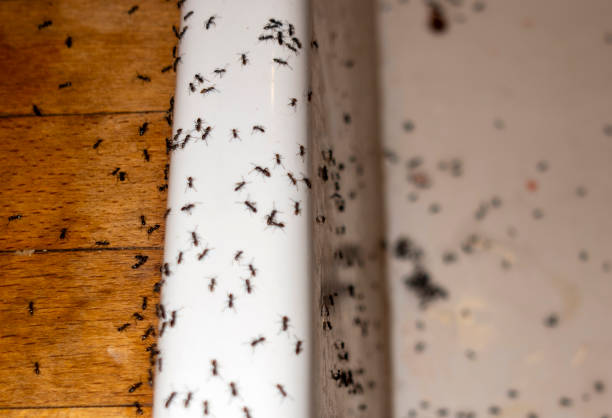Best Commercial Pest Control Services  in Trappe, PA